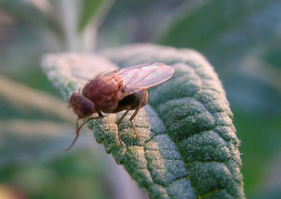 Lauxaniidae, Sapromyza sp.